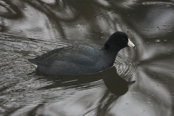 Fulica americana - The American Coot