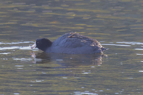 Fulica americana - The American Coot