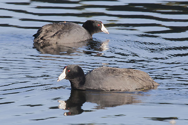 Fulica americana - The American Coot