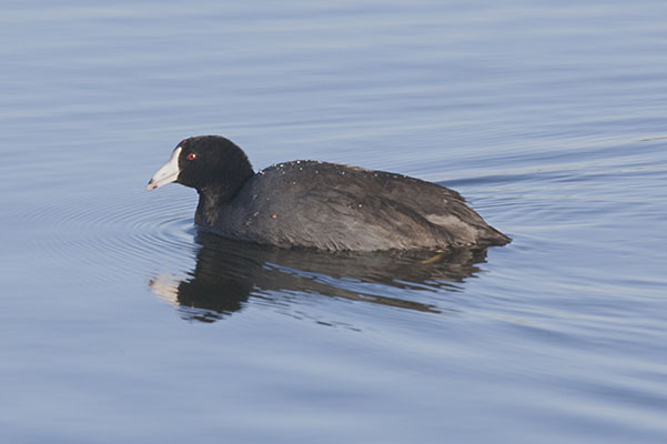 Fulica americana - The American Coot