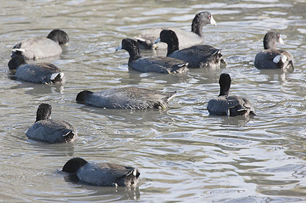 Fulica americana - The American Coot