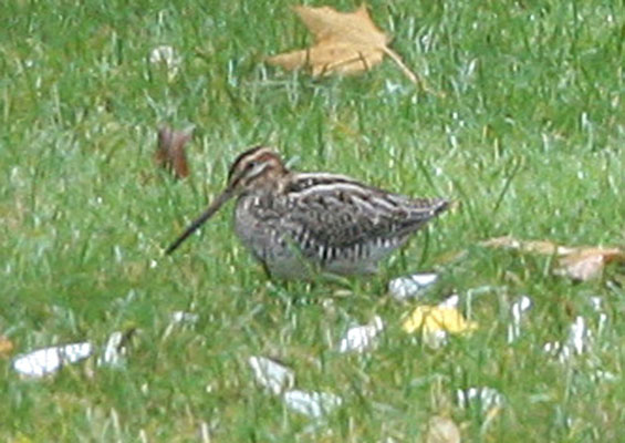 Gallinago delicata - Wilson's Snipe