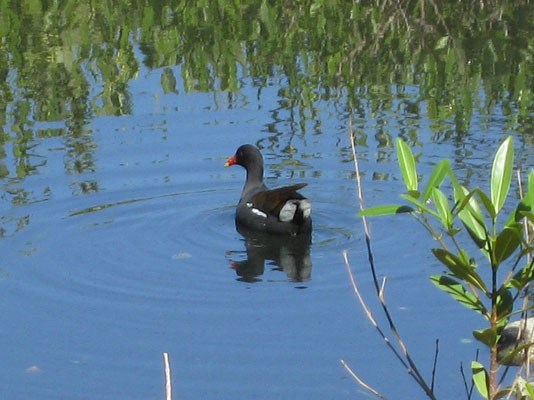 Gallinula chloropus cerceris - The Antillian Common Moorhen