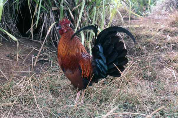 Gallus gallus - The Red Junglefowl