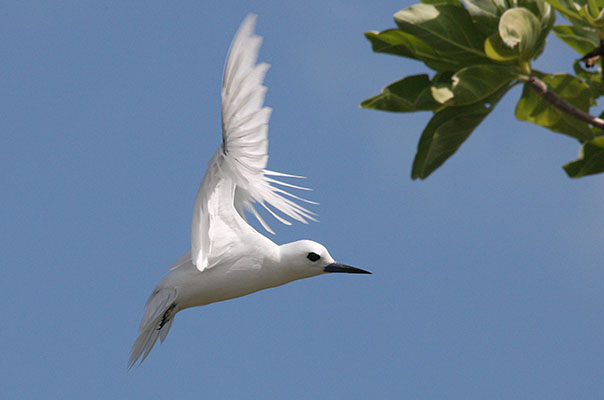 Gygis alba - The White Tern