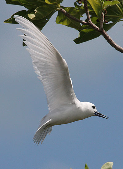 Gygis alba - The White Tern