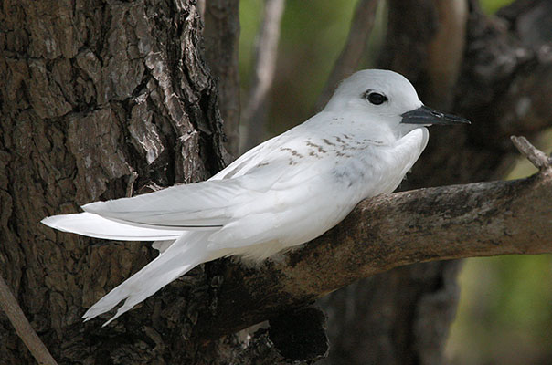 Gygis alba - The White Tern