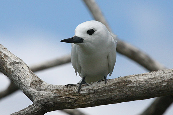 Gygis alba - The White Tern