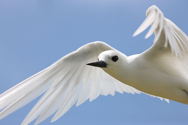 Gygis alba - The White Tern