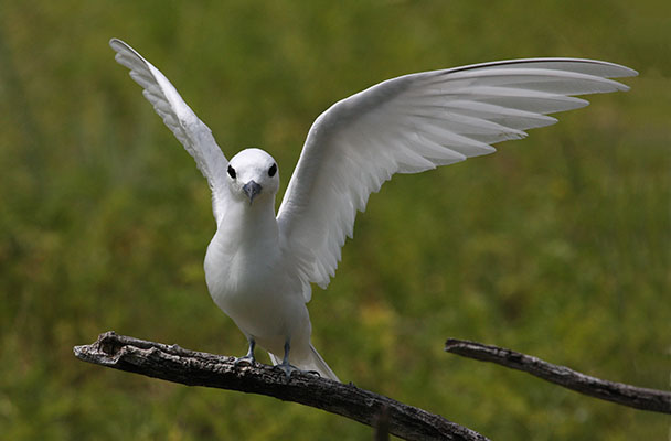 Gygis alba - The White Tern