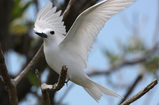 Gygis alba - The White Tern