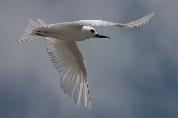 Gygis alba - The White Tern