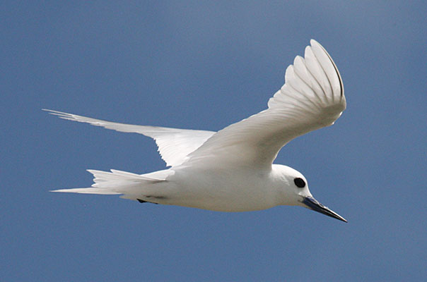 Gygis alba - The White Tern