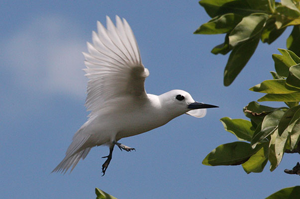 Gygis alba - The White Tern