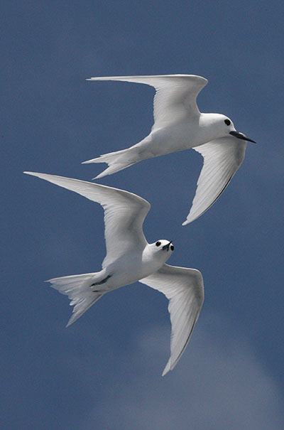 Gygis alba - The White Tern