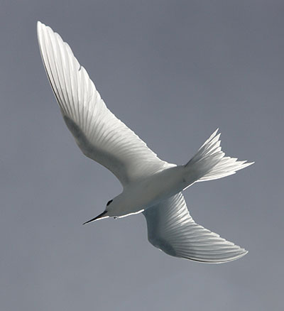 Gygis alba - The White Tern