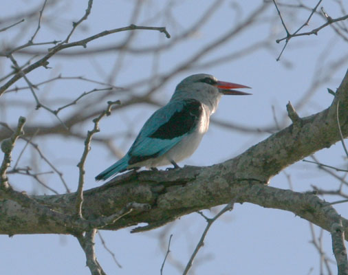 Halcyon senegalensis - The Woodland Kingfisher