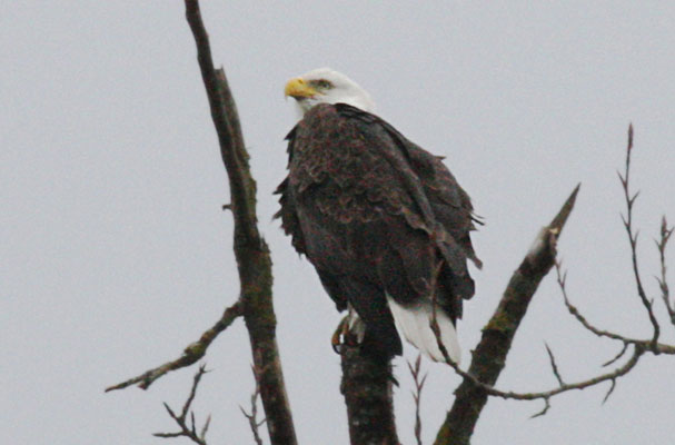 Haliaeetus leucocephalus washingtoniensis (Linnaeus, 1766) - The Bald Eagle