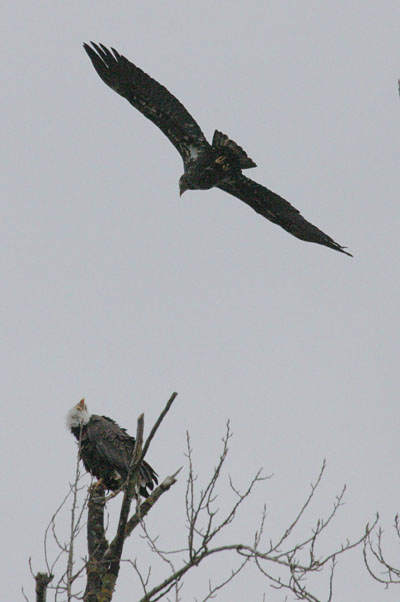 Haliaeetus leucocephalus washingtoniensis (Linnaeus, 1766) - Bald Eagles
d Eagle