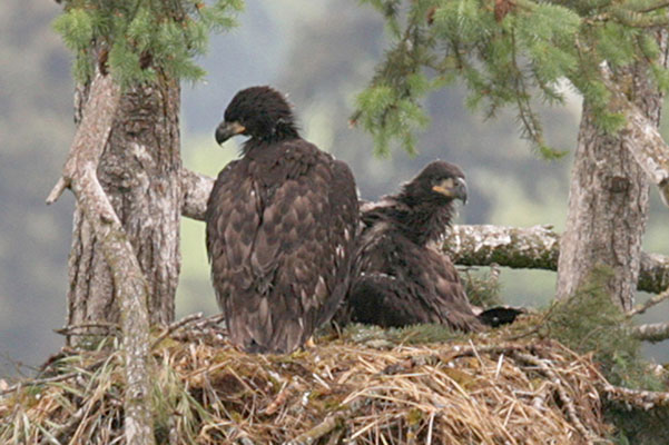 Haliaeetus leucocephalus washingtoniensis (Linnaeus, 1766) - The Bald Eagle