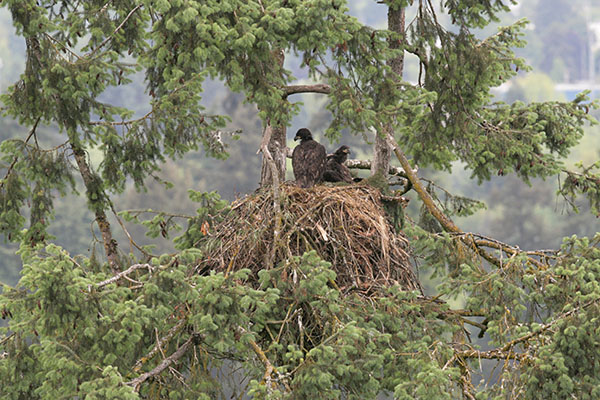 Haliaeetus leucocephalus washingtoniensis (Linnaeus, 1766) - The Bald Eagle