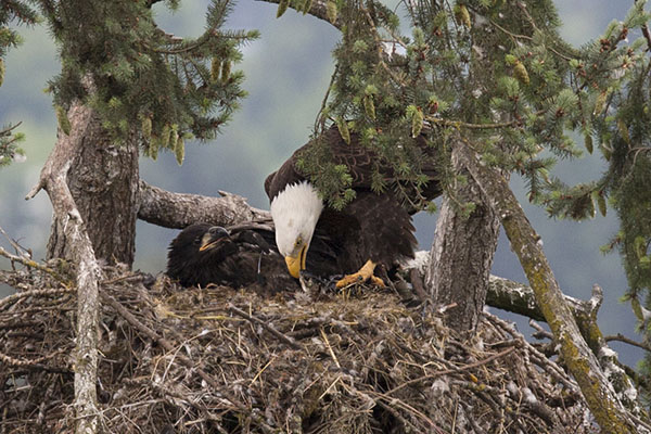 Haliaeetus leucocephalus washingtoniensis (Linnaeus, 1766) - The Bald Eagle