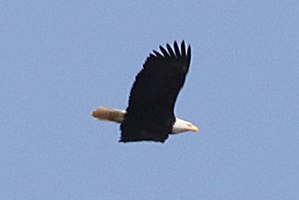 Haliaeetus leucocephalus washingtoniensis (Linnaeus, 1766) - The Bald Eagle