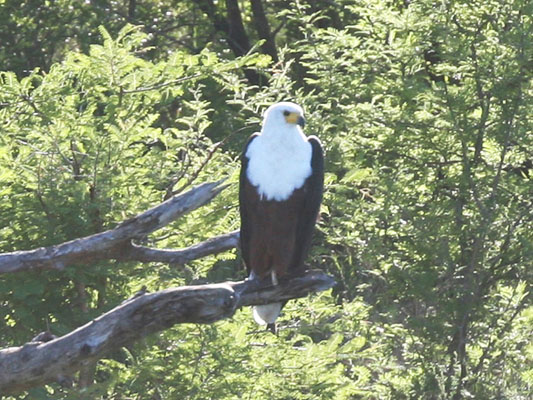 Haliaeetus vocifer - The African Fish-Eagle