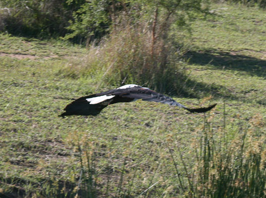 Haliaeetus vocifer - The African Fish-Eagle