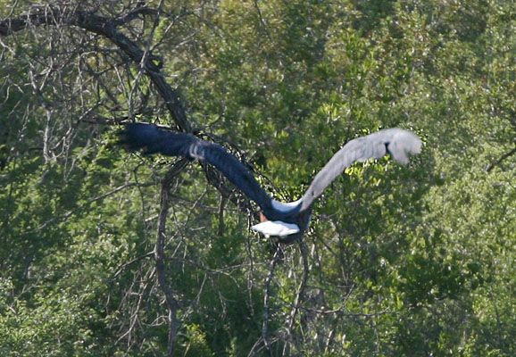 Haliaeetus vocifer - The African Fish-Eagle