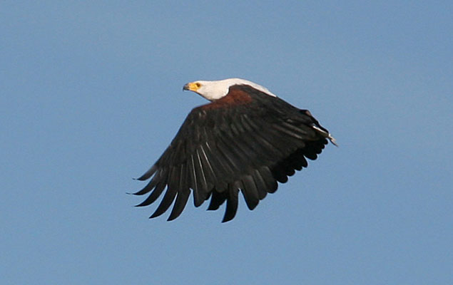 Haliaeetus vocifer - The African Fish-Eagle