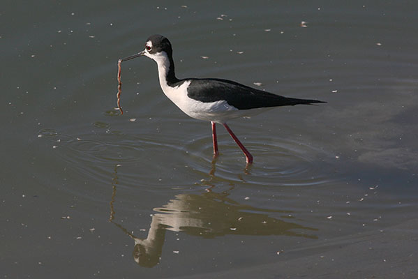 Himantopus mexicanus - The Black-necked Stilt