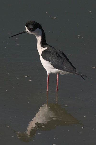 Himantopus mexicanus - The Black-necked Stilt