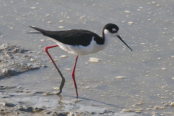 Himantopus mexicanus - The Black-necked Stilt