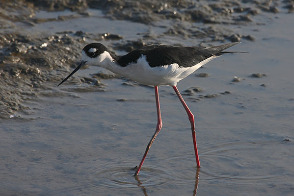 Himantopus mexicanus - The Black-necked Stilt