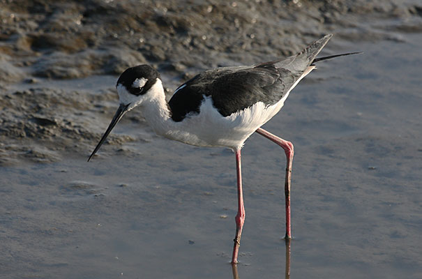 Himantopus mexicanus - The Black-necked Stilt