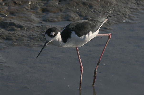 Himantopus mexicanus - The Black-necked Stilt