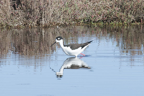 Himantopus mexicanus - The Black-necked Stilt