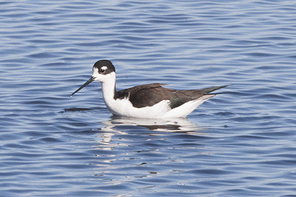 Himantopus mexicanus - The Black-necked Stilt