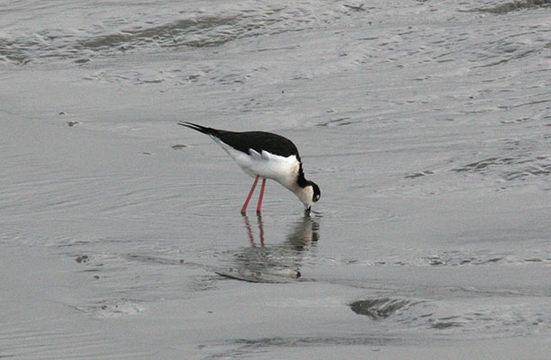 Himantopus mexicanus - The Black-necked Stilt