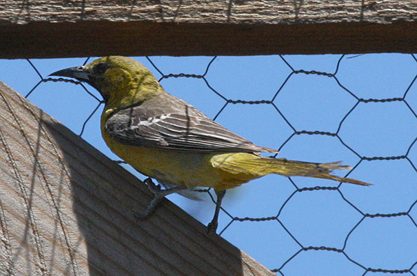 Icterus cucullatus - The Hooded Oriole