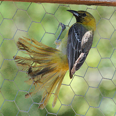 Icterus cucullatus - The Hooded Oriole