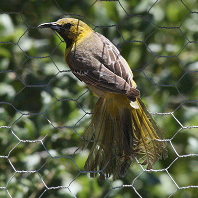 Icterus cucullatus - The Hooded Oriole