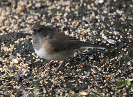 Junco hyemalis oreganus - The Oregon Junco