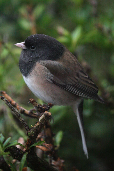 Junco hyemalis oreganus - The Oregon Junco