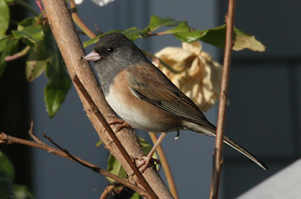 Junco hyemalis oreganus - The Oregon Junco