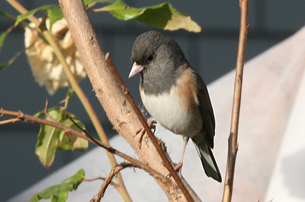 Junco hyemalis oreganus - The Oregon Junco