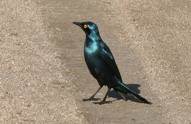 Lamprotornis nitens - The Cape Glossy Starling