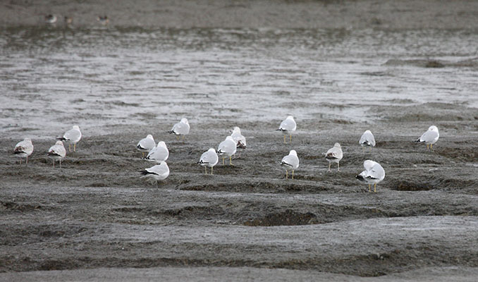 Larus dominicanus dominicanus - The California Gull