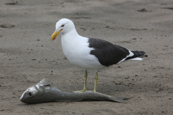 Larus dominicanus dominicanus - The Black-backed Gull aka The Kelp Gull